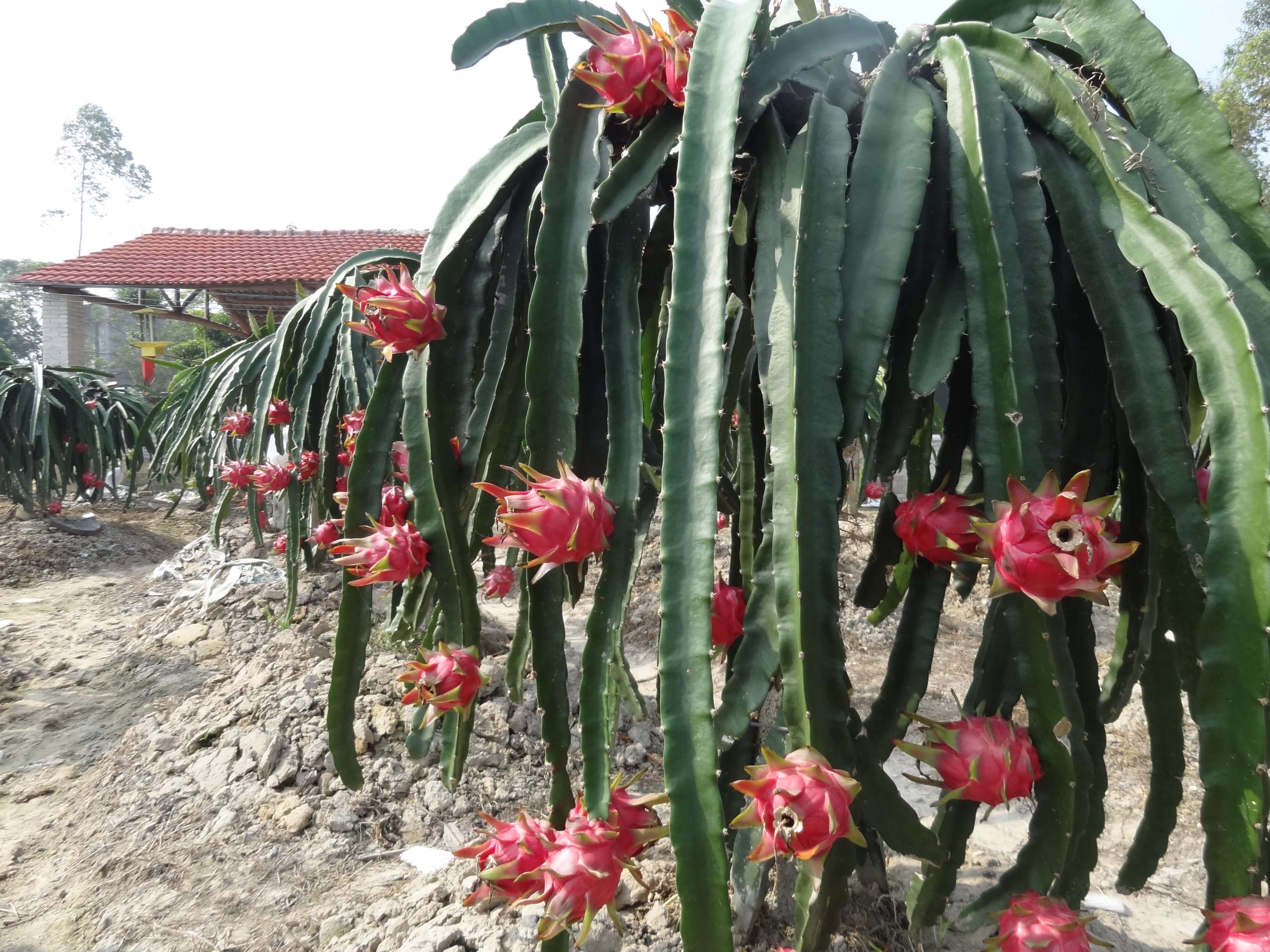 “桂红龙1号”- 博白县新业火龙果种植